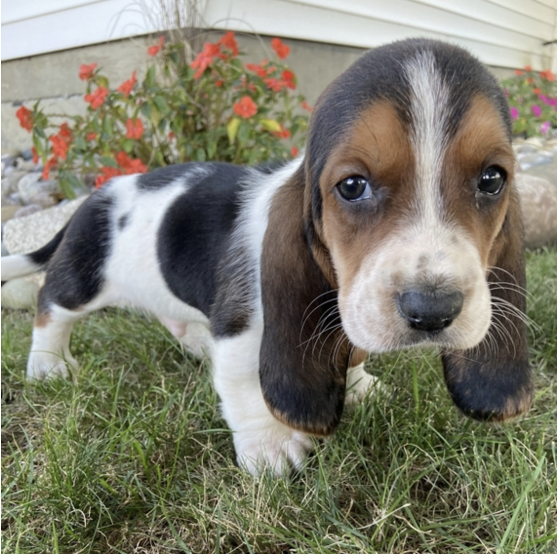 comprar cachorros sanos, baratos y asequibles para la venta
